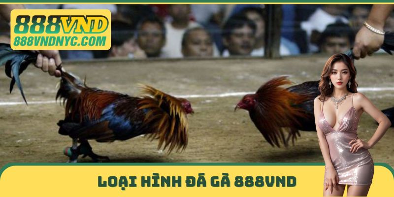 Loại hình đá gà 888VND