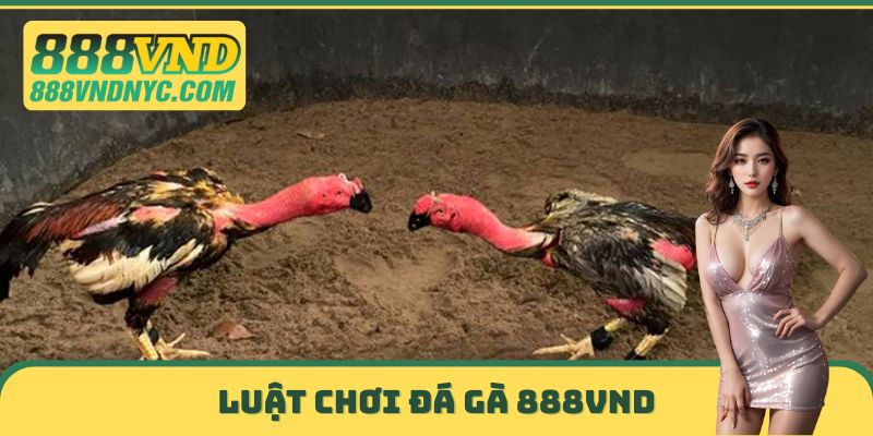Luật chơi đá gà 888VND